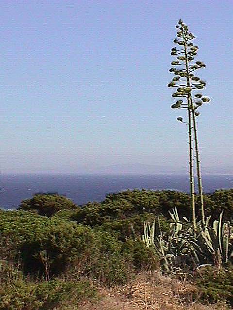 Image de Bonifacio 1998