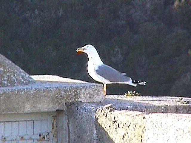 Image de Bonifacio 1999