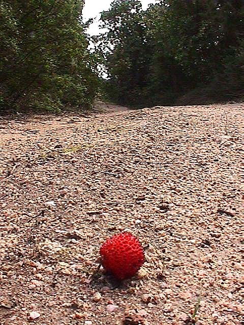Image de Bonifacio 1999