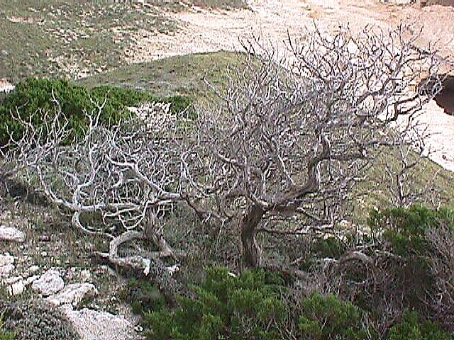 Image de Bonifacio 1999