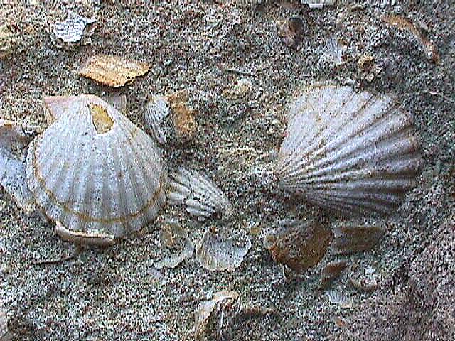 Image de Bonifacio 1999